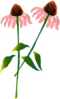 Illustration of Echinacea plant